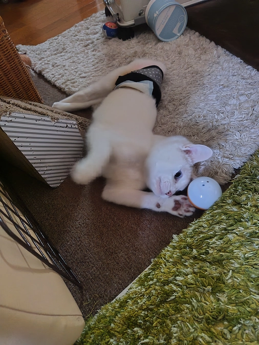 しっぽちゃんのおもちゃたち🧸