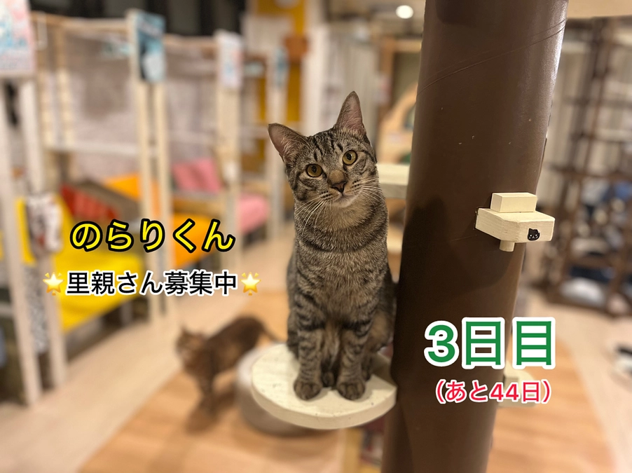 ご支援者が70名を超えました！　（2/15　3日目）