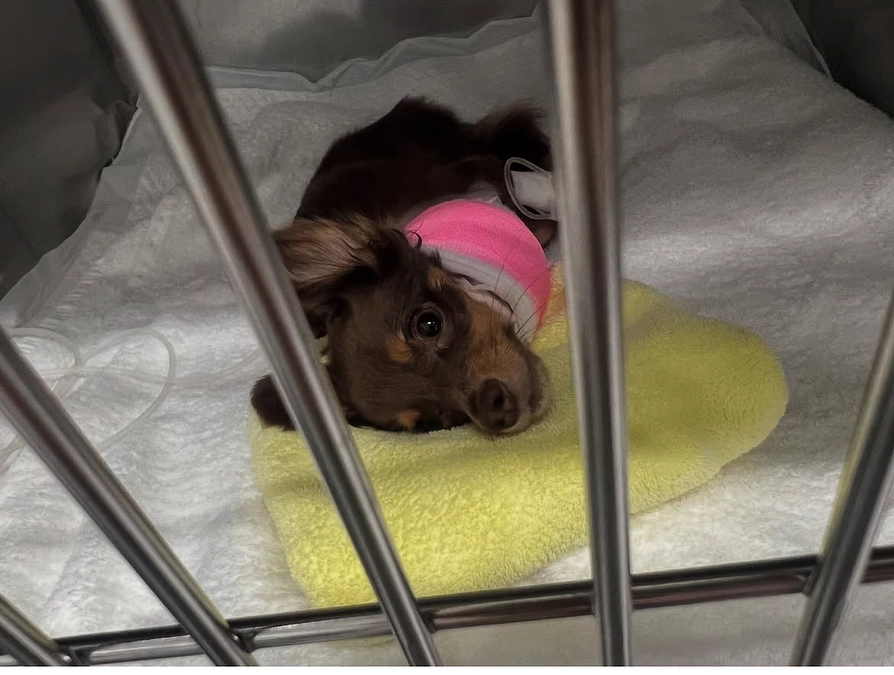 【活動報告 Vol.1】 ～手術後のろあくんの様子～