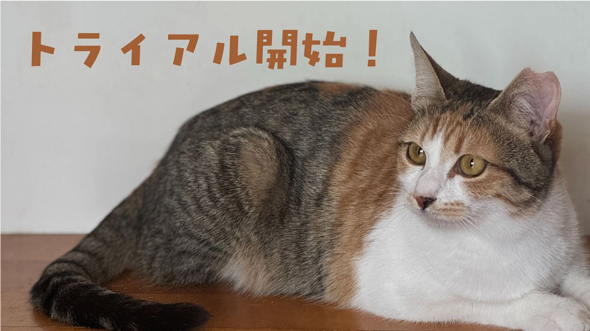 【クッキーの動画】と【猫たちのトライアルについて】