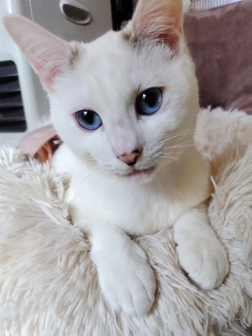 クラウドファンディングのこり1日