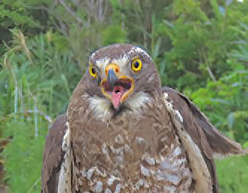 【第一弾のサシバたち】宇宿②