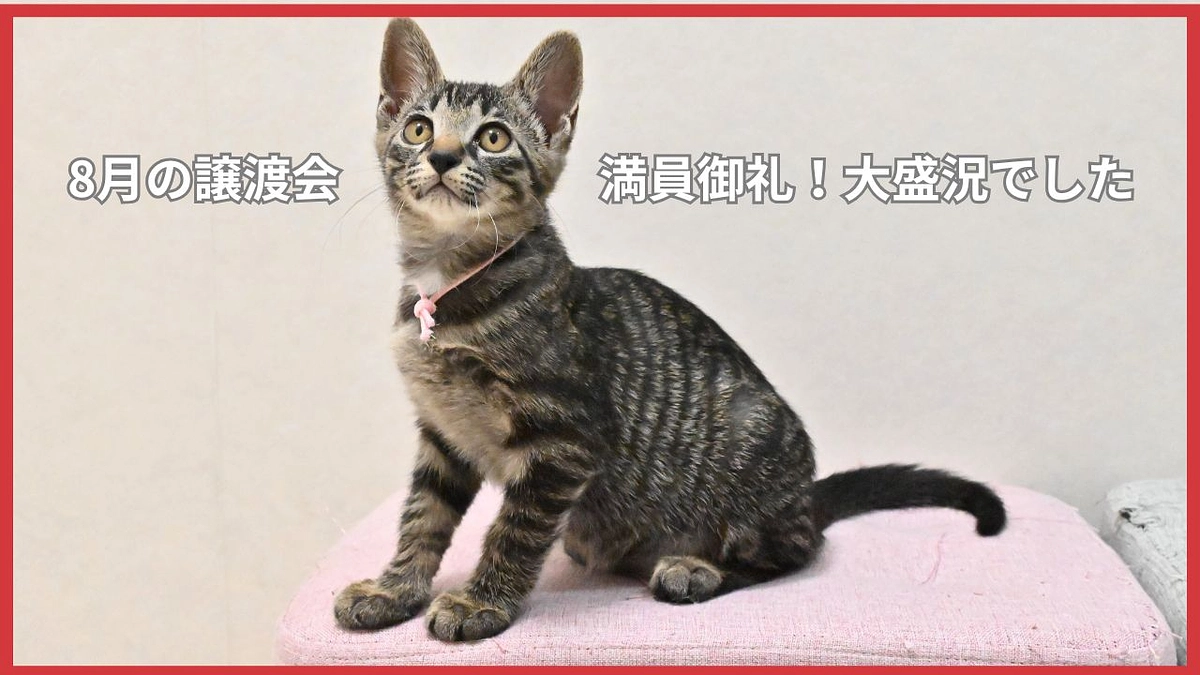 8月譲渡会のご報告