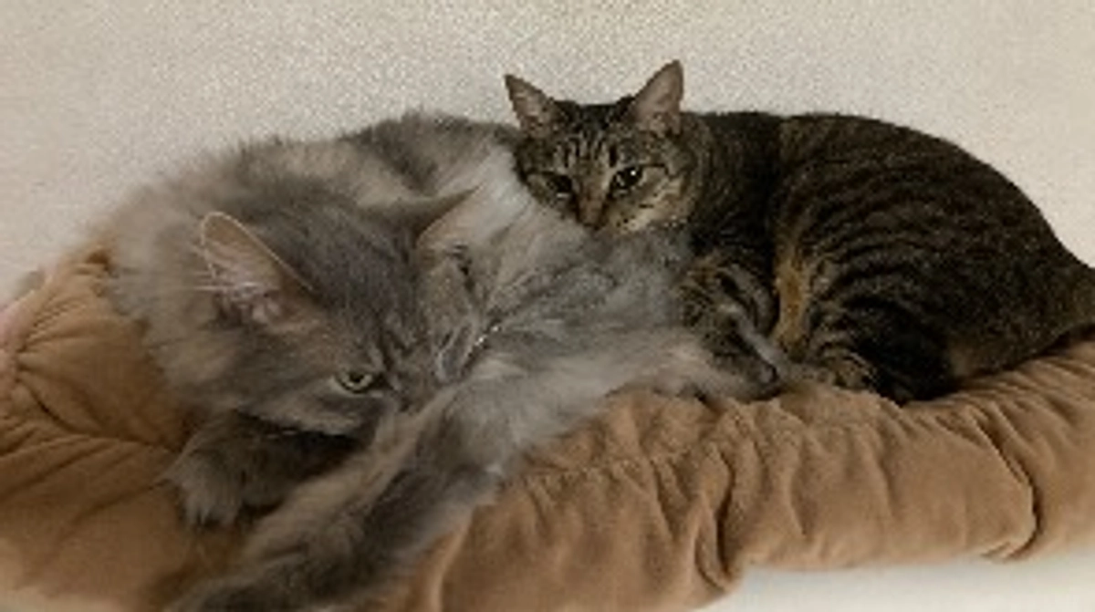 代理支援のお願いです