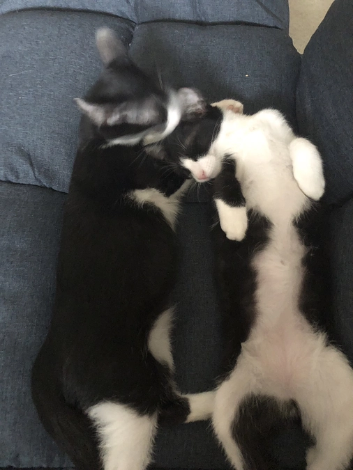 サスケ＆ツバサがトライアル失敗で戻って来ましたが、再度トライアルに行きまーす！