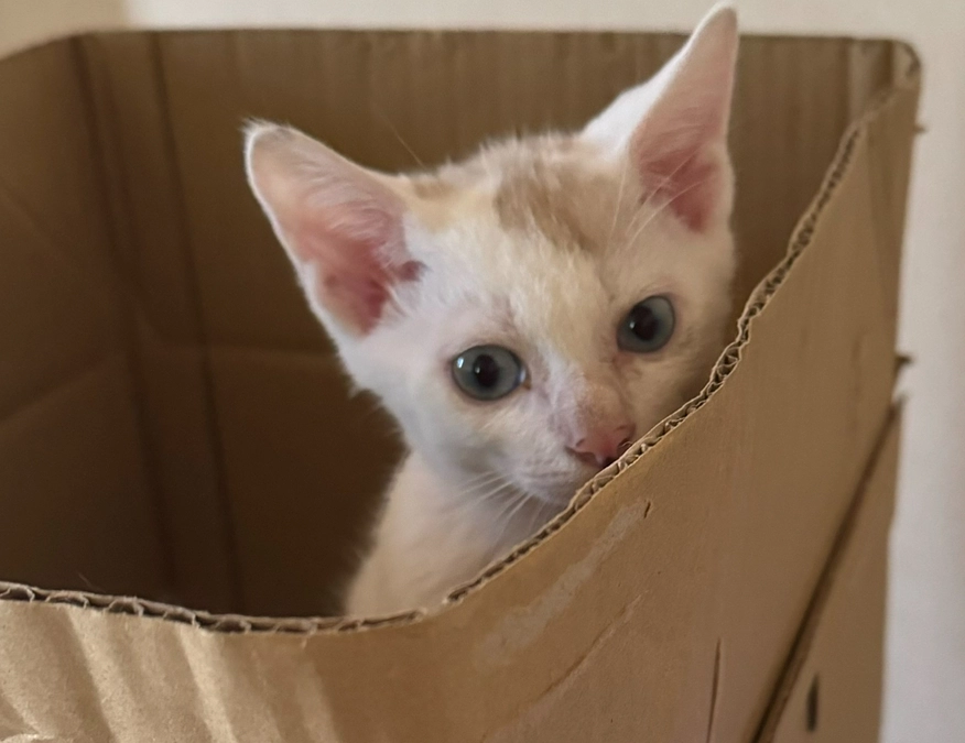 箱の隅に小さく収まっていたシンバ！