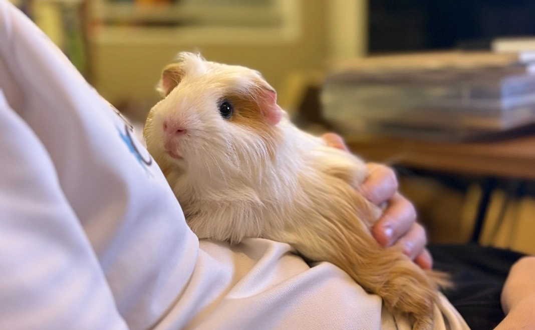 B: 【強力応援】ゴールドサポーター（URL掲載可）