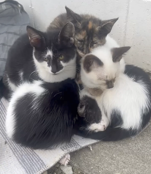 高齢者の餌やり