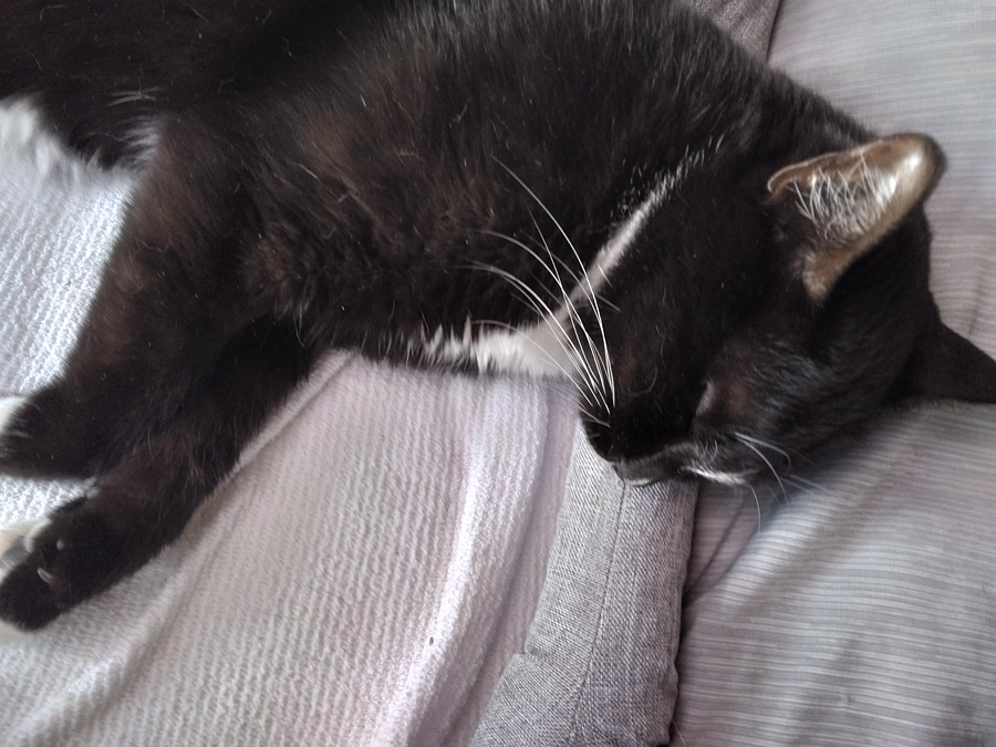 6/29はなちゃんの様子