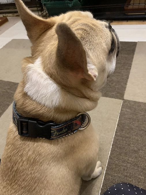 ちくわの闘病日記⑧