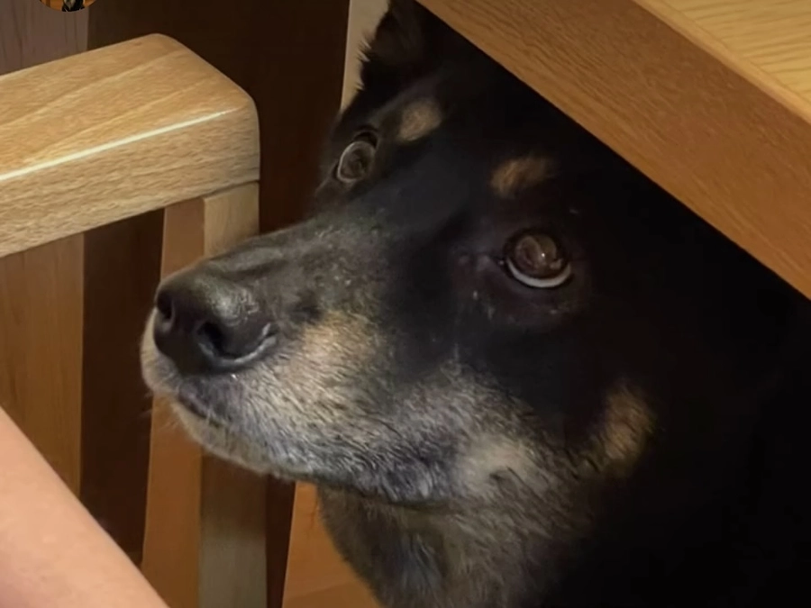 里親さまからのメッセージ　健太郎のご家族より