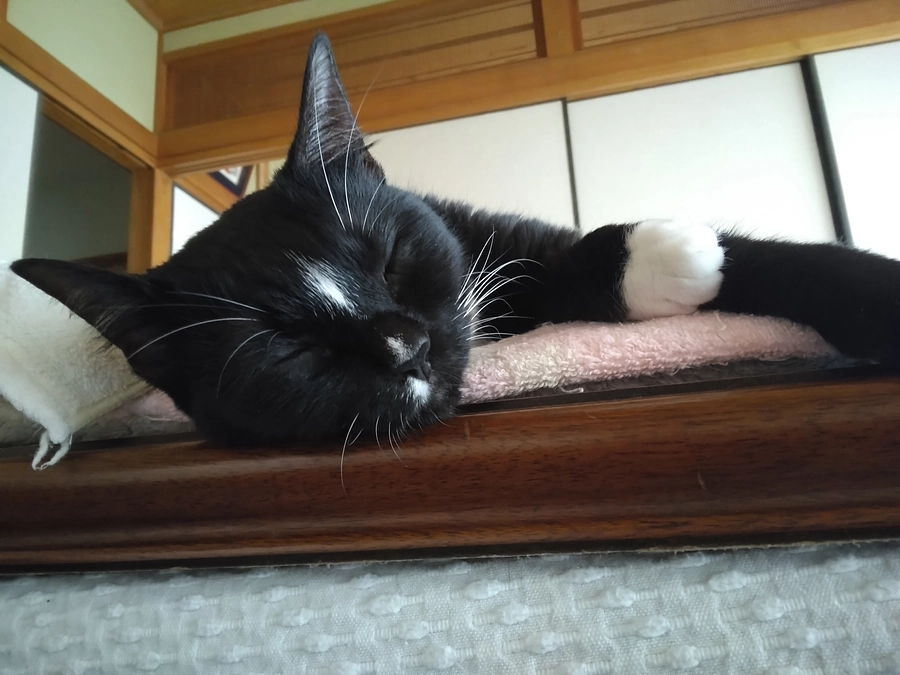 6/26はなちゃんの様子