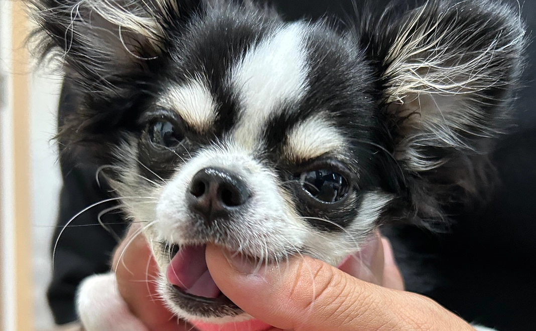 感謝のメールと写真　１