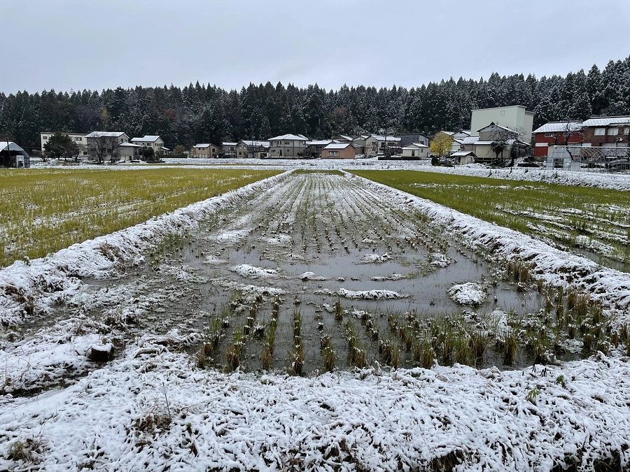 新潟県長岡でも雪が降り始め／新潟大広報に掲載されました！