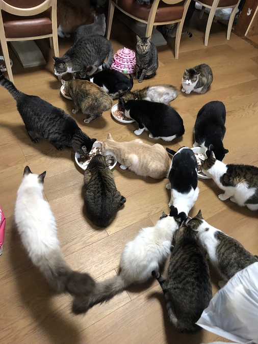 にゃーず画像が抜けてました💦