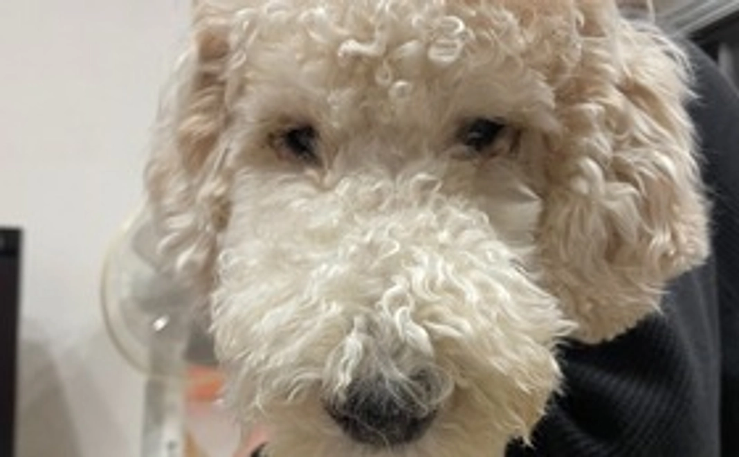 リース君の応援②