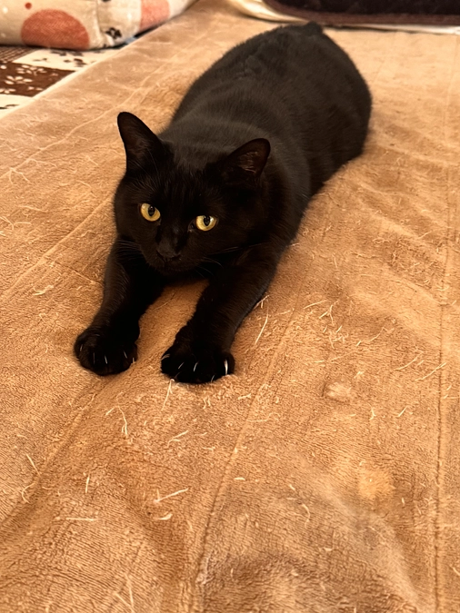 なでしこと子供達のその後の話