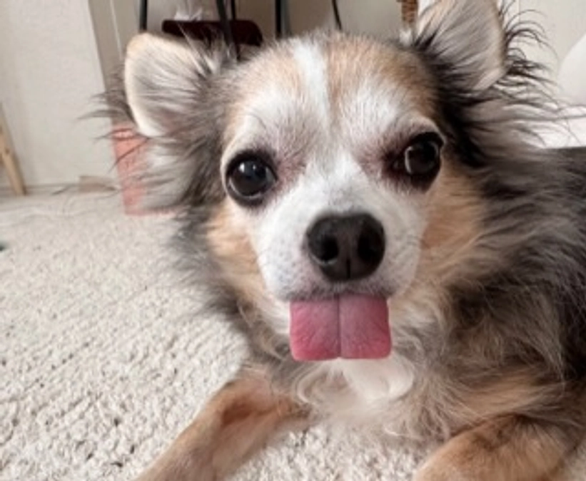 🐶ららのInusutagram🐶