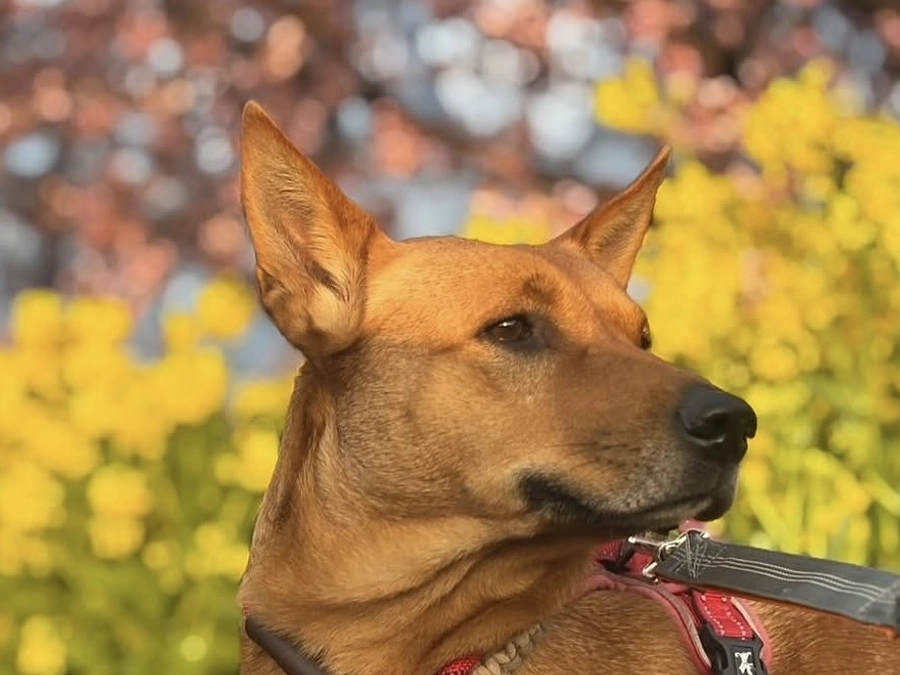 チラシ設置の協力店さま④え？あのお店も！