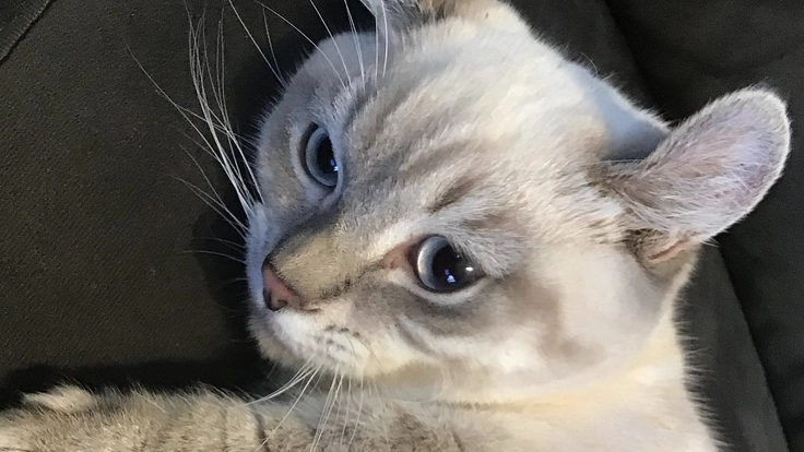 閉塞性肥大型心筋症を発症し肺水腫を繰り返すポチタを助けてください！