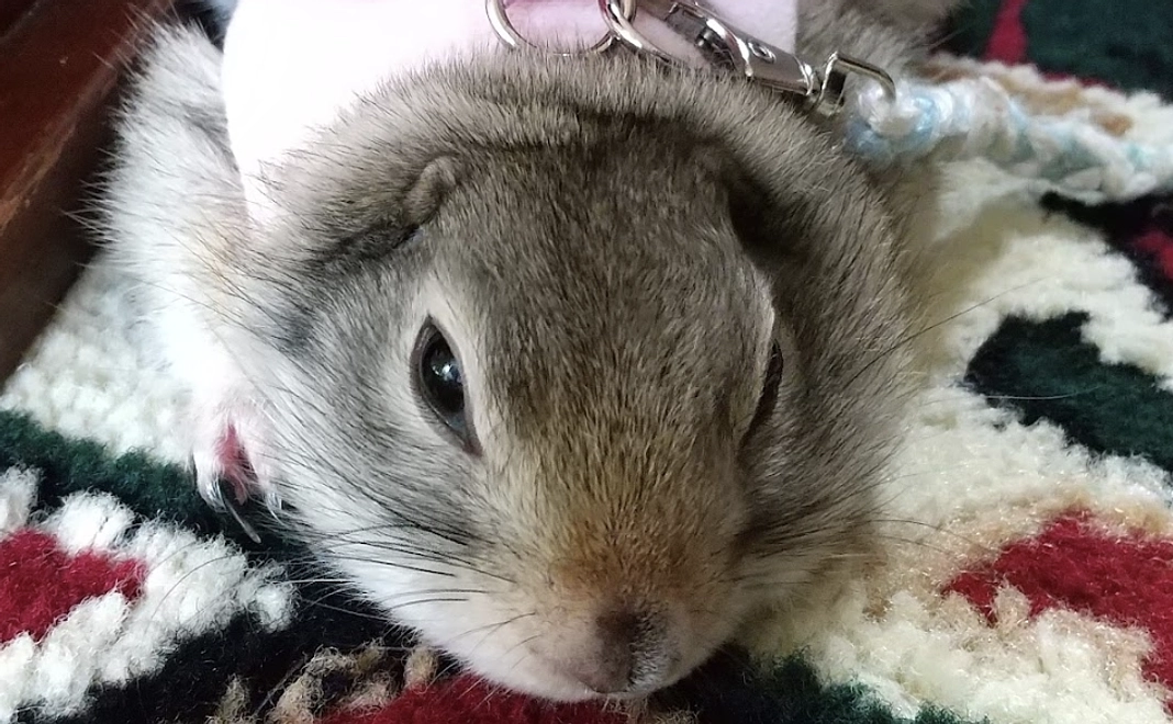 全額応援プラン1000