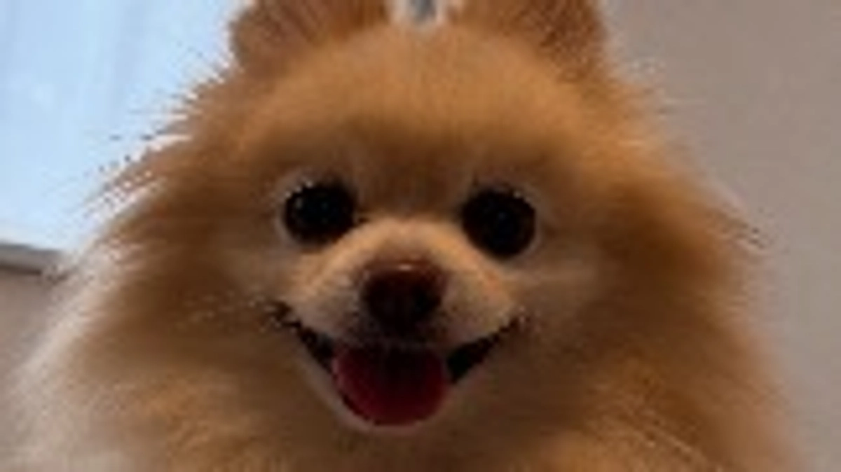 手術は成功しました！