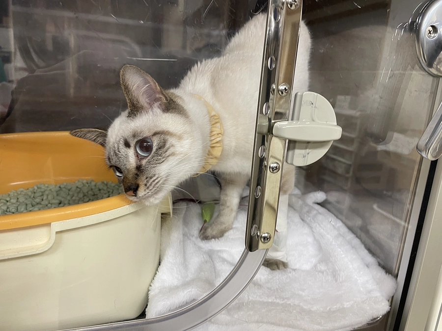 保護猫ちゃんたちの入院が続いております💦