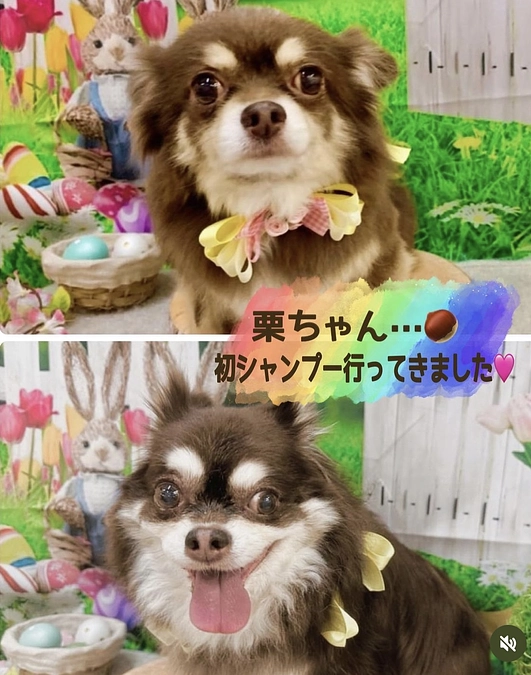 栗ちゃん　初シャンプーに行ってまいりました！！