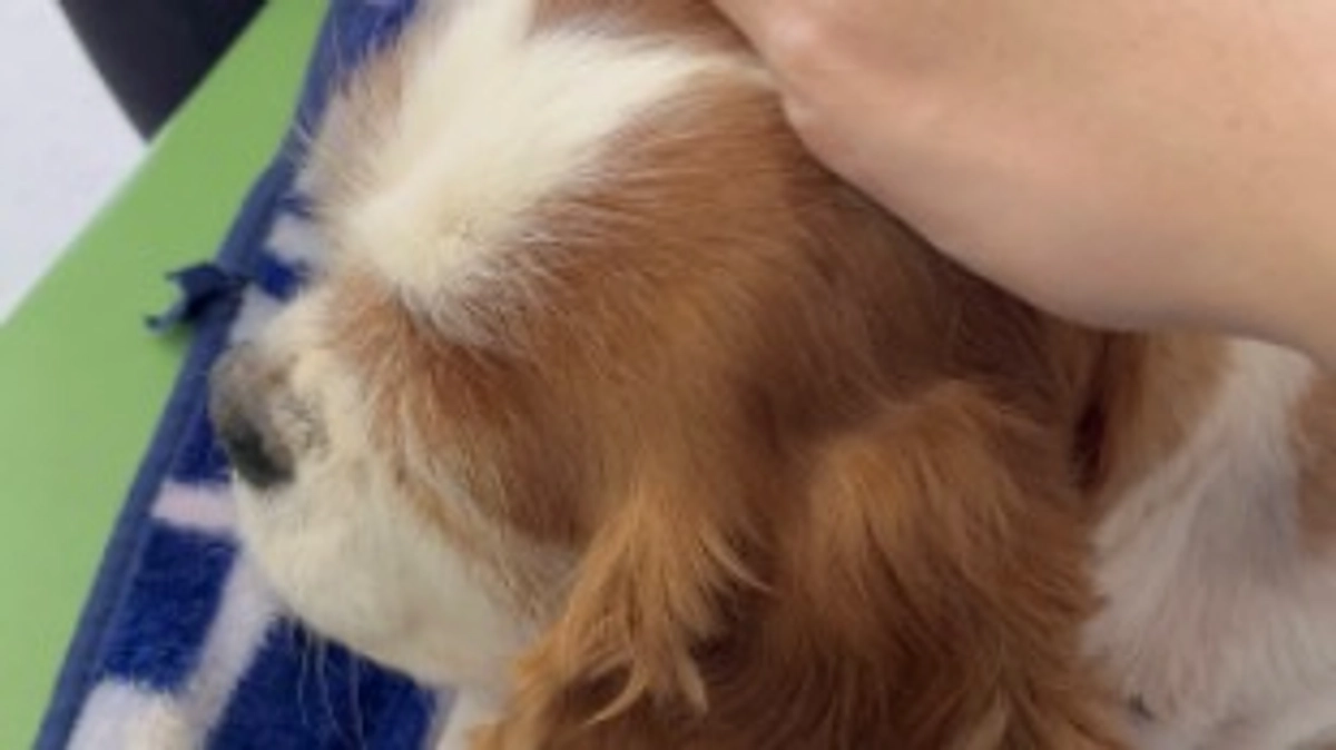 術後13日目です。心臓の状態もあまりよくないみたいです...