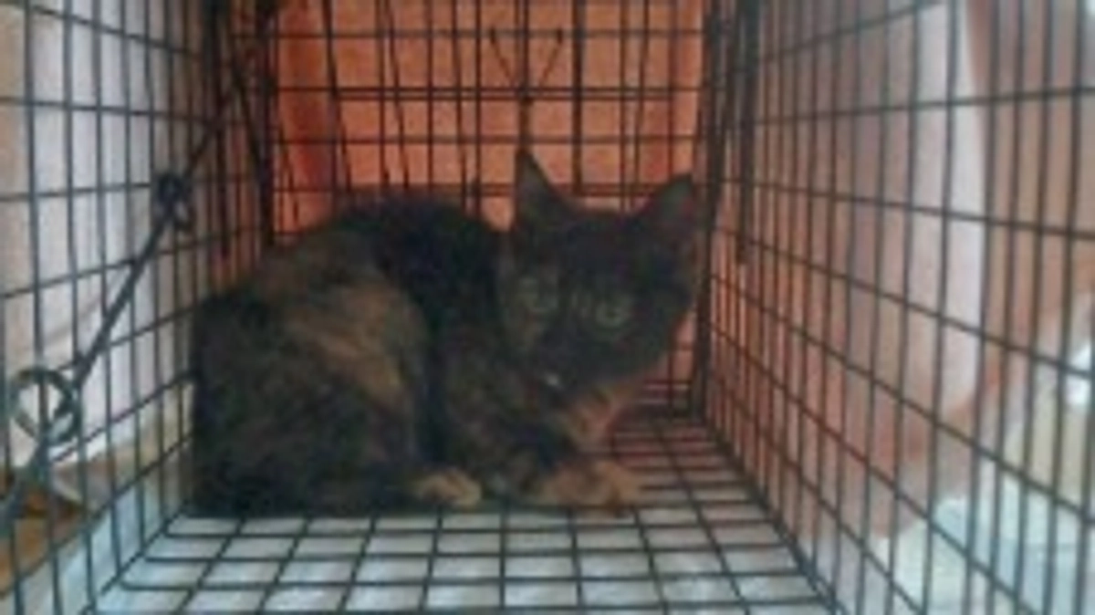 今年はとにかく捕獲に日数のかかった子が多かった。