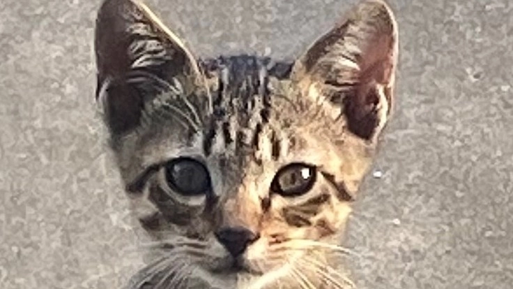 野良猫　4匹の行く末　美味しいご飯と家を与え続けたい　治療してあげ