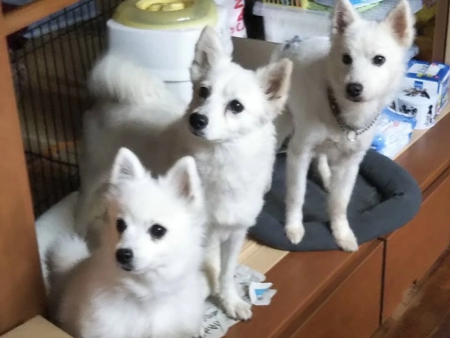 レーベンがやってきたこと　子犬が育たないブリーダー