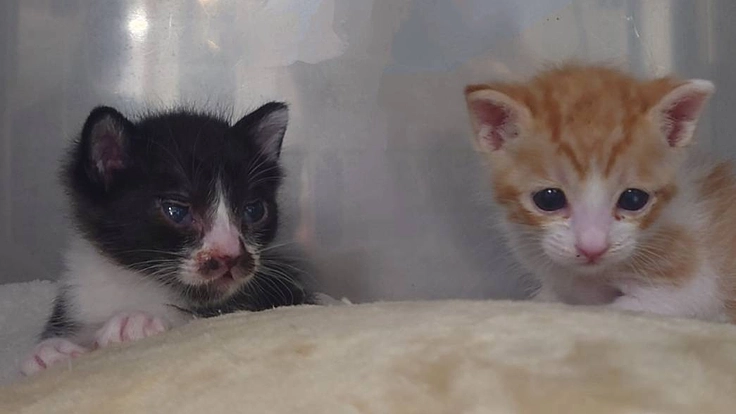 保護猫の赤ちゃんに未来を