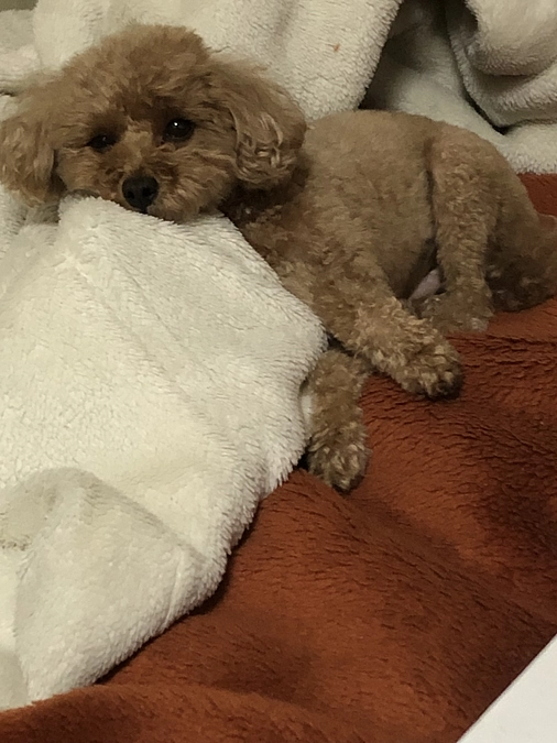 ご飯は完食できてます！