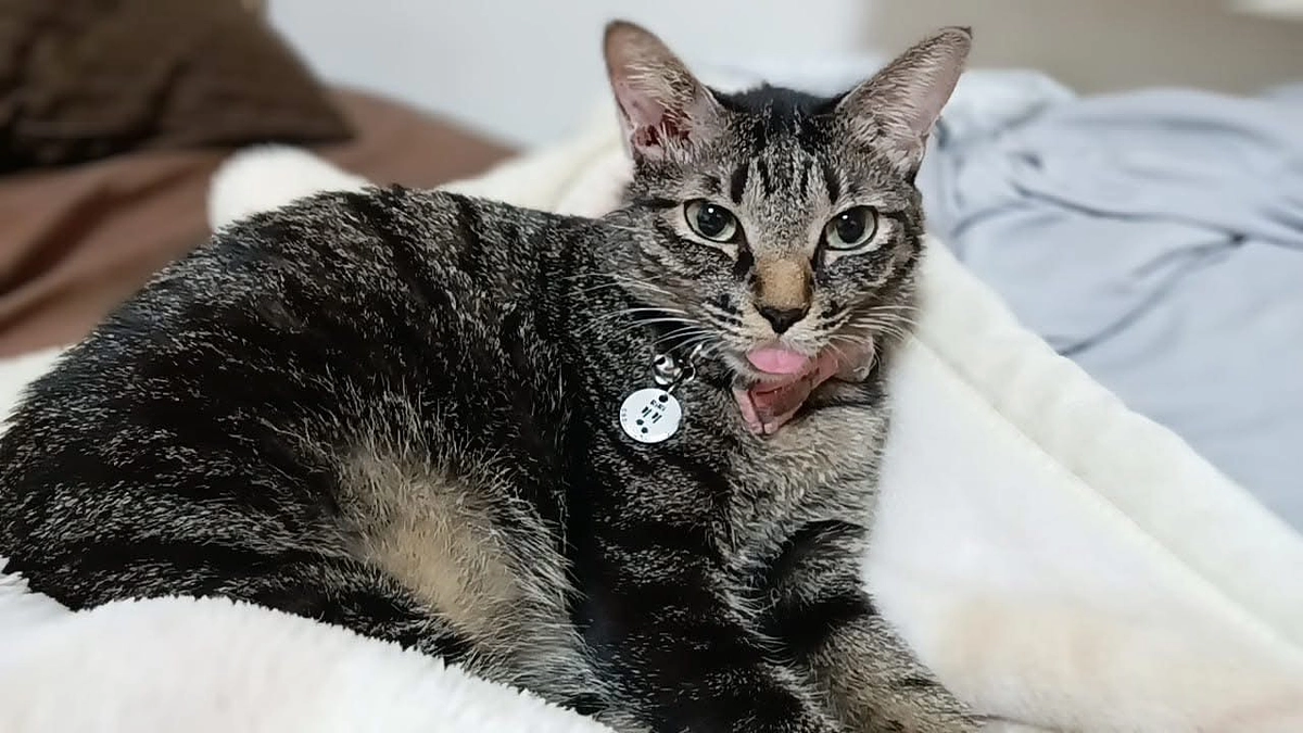 リリタスの現在の病状について。