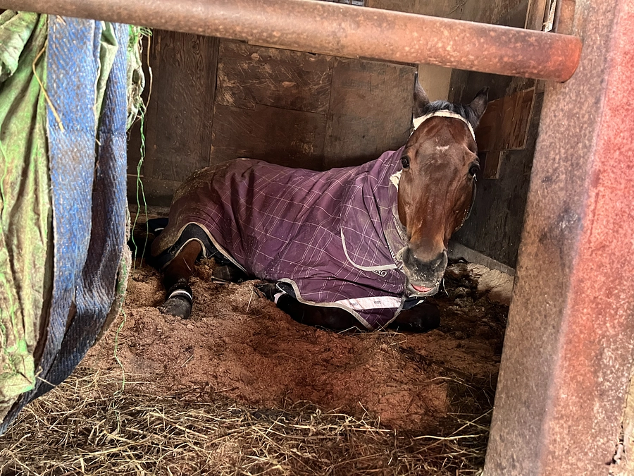 エイシンオスマンについて🐎②