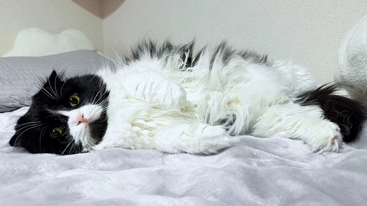 ししゃもの尿道狭窄の手術費用のご支援お願いいたします。