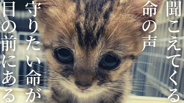 居場所を失う149匹多頭飼育崩壊現場の猫にシェルターを作りたい！