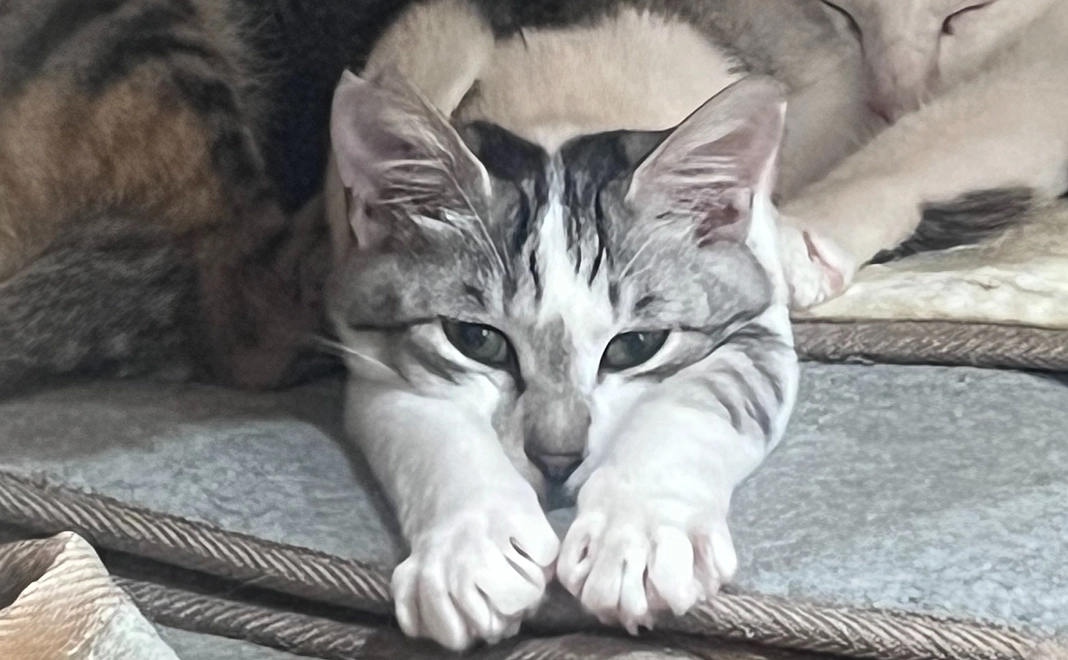 毎月応援10000円コース