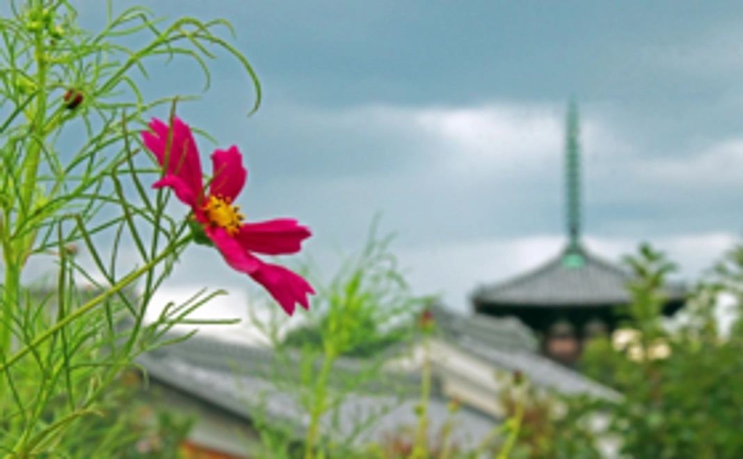 飛鳥時代の斑鳩宮を読み解いた、新たな発見についてカフェで自由討論、当日参加出来ない方にはご希望があれば資料送付致します。