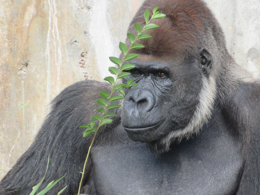 ゴリラクラウドファンディンついにスタート！