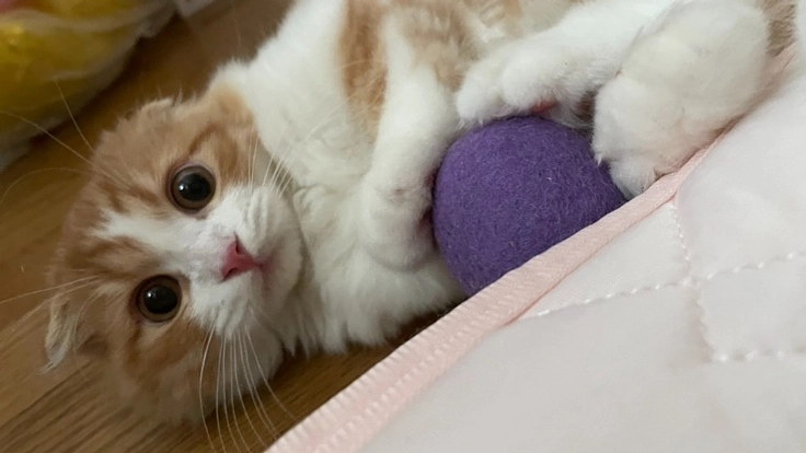 愛猫がFIPになりました。マスターを助けてください