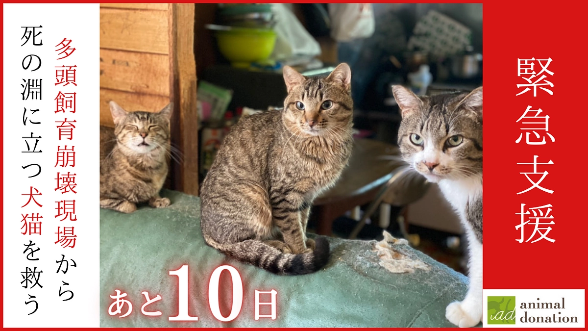 【12月25日まで】公益社団法人アニマル・ドネーションさんのプロジェクトを応援しています！