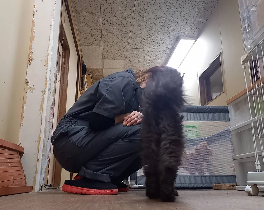 藤沼様ご夫妻（依頼主）からバトンを受け取った高齢猫さん。