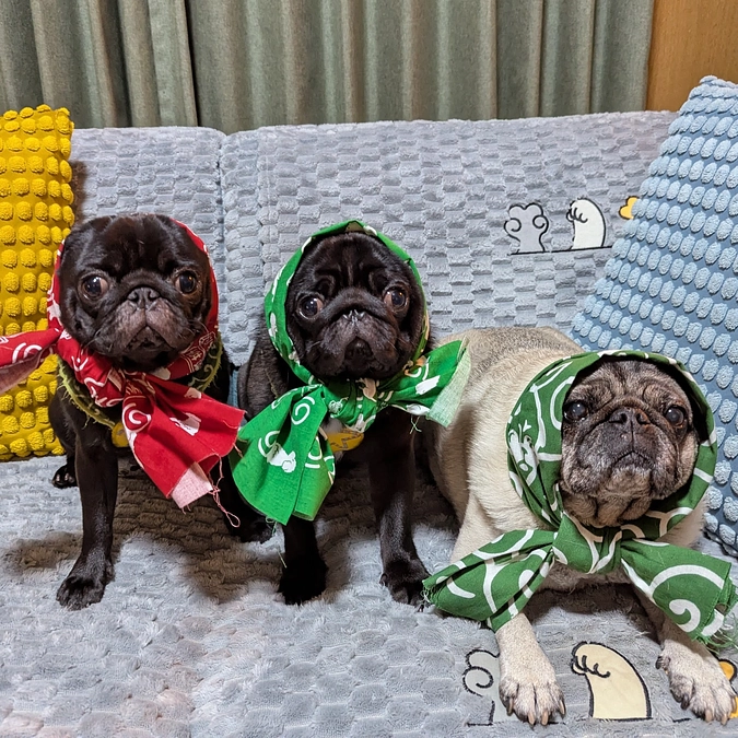 ほっかむりのパグの日にクラウドファンディングをスタート