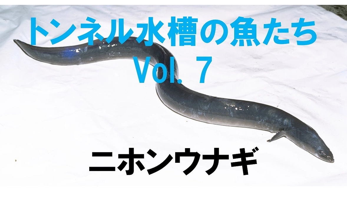 ニホンウナギ ～トンネル水槽の魚たち⑦～