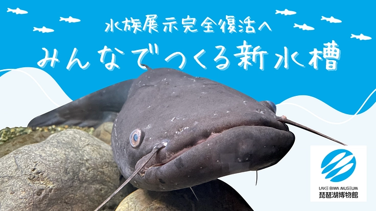 新ビワコオオナマズ水槽誕生にご支援を！｜琵琶湖博物館【第2弾】（滋賀県立琵琶湖博物館 2024/08/28 公開） - クラウドファンディング  READYFOR