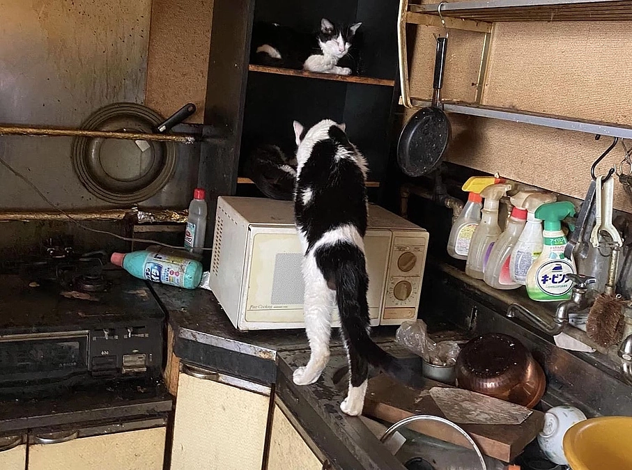 【寄付使途レポート】人間に翻弄される小さな命。今の時代背景を象徴する、猫の多頭飼育崩壊