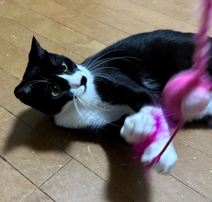 ハッチ　今日トライアルに出発しました！