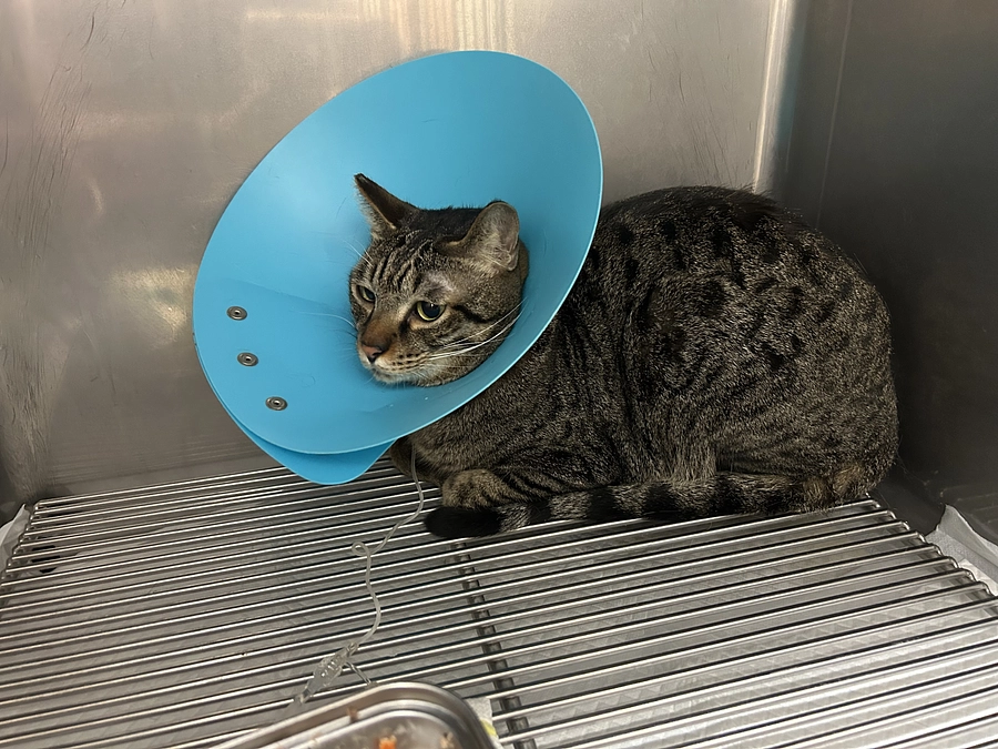 ボンドくん入院中、今夜オペになりそうです。。。